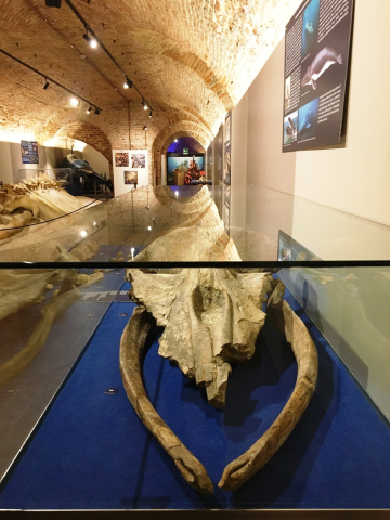 Fossili e Territori: la balena grigia e il delfino di Cortandone